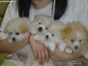 一个狗狗最新爆料图片视频  第2张